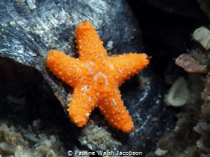 Juvenile Cushion Sea Star, less than 1 inch, Blue Heron B... by Pauline Walsh Jacobson 